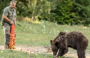 Szin János: A medvetámadások legfőbb oka az emberi felelőtlenség Medvetámadás