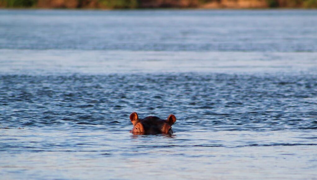 hippo
