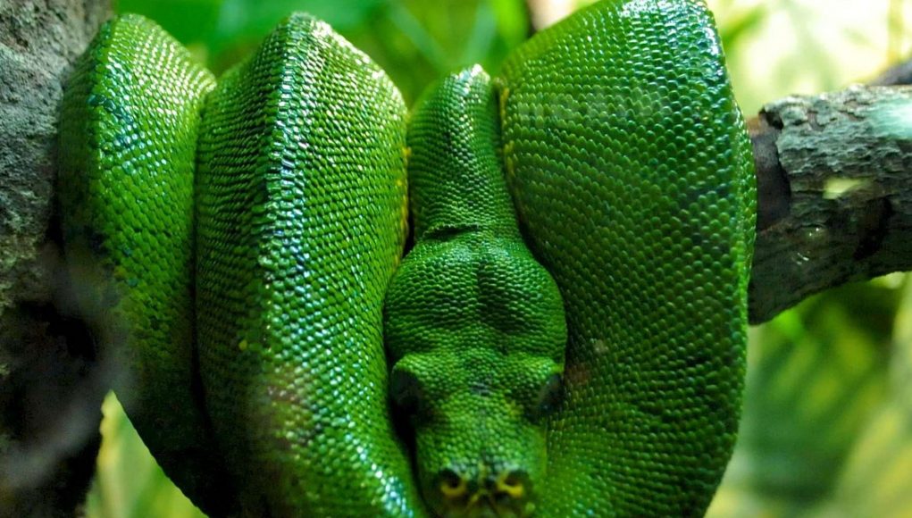 green-boa-244768_(1) a Sátán taktikája
