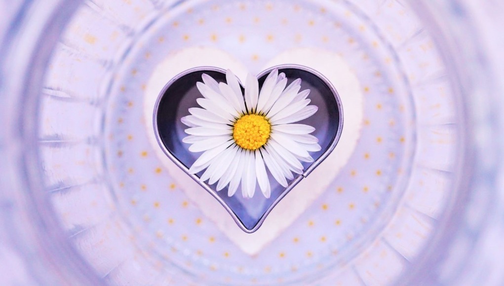 daisy-6304767_1920 öröm