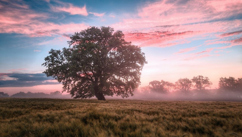 field-6574455_1280
